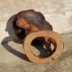 Zoomorphic coffee table
