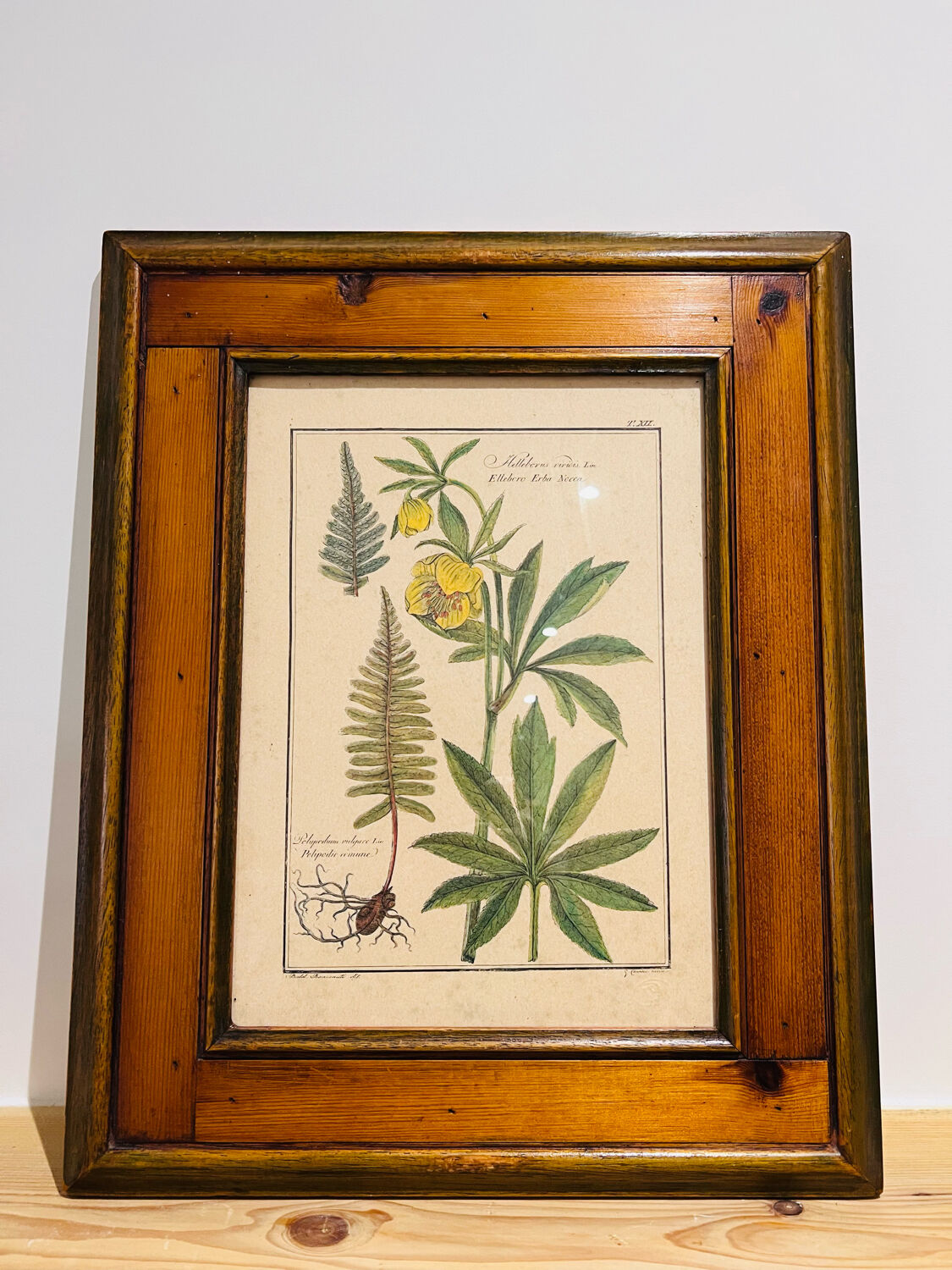 Vintage herbarium frame