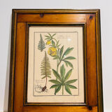 Vintage herbarium frame
