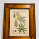 Cadre herbier vintage