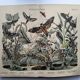 Engraving from 1886 - Sphinx and nocturnal butterflies (2) - Antique lithograph