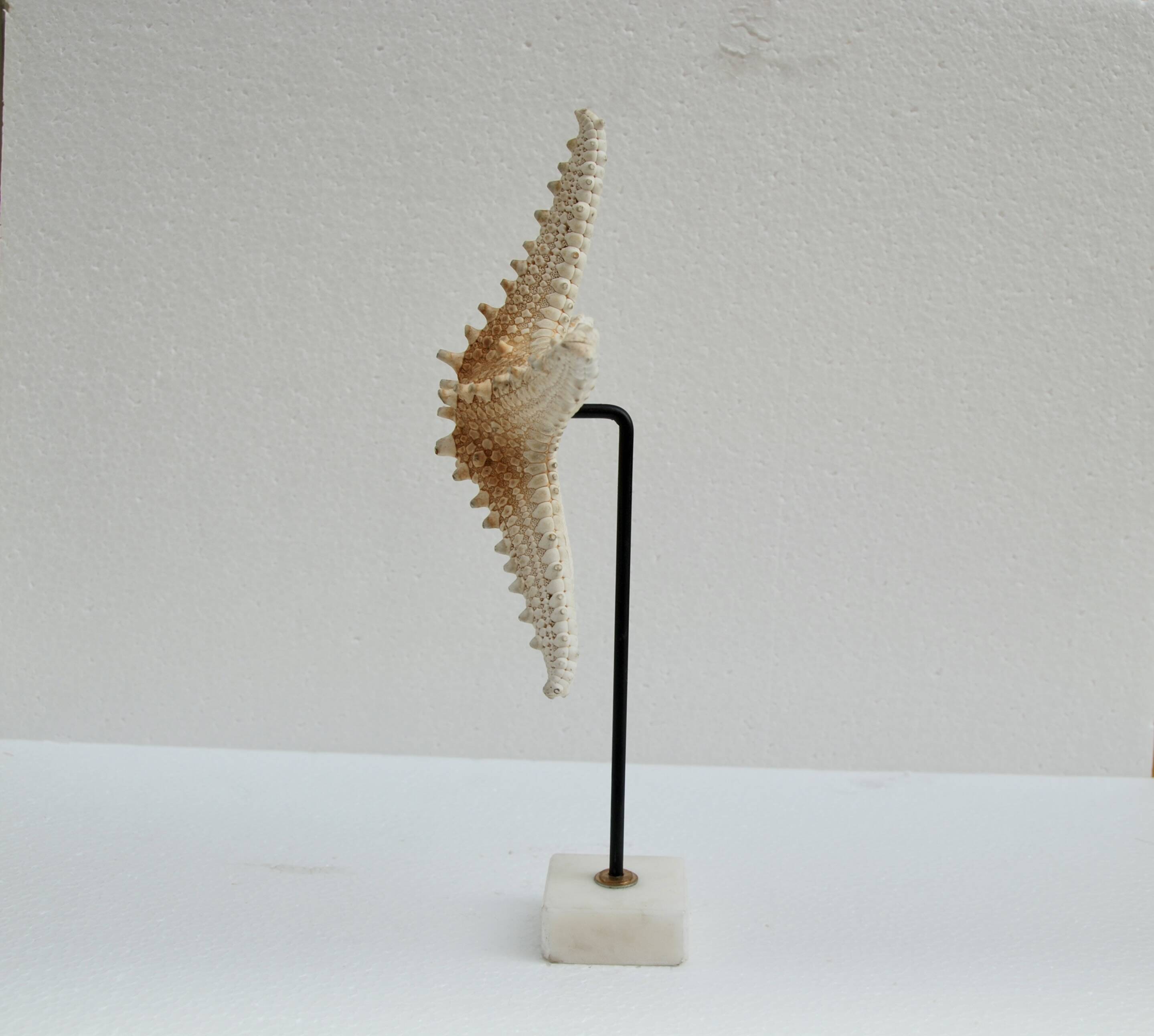 Cabinet of natural starfish curiosities on shell marble base