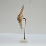 Cabinet of natural starfish curiosities on shell marble base