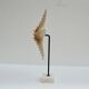 Cabinet of natural starfish curiosities on shell marble base