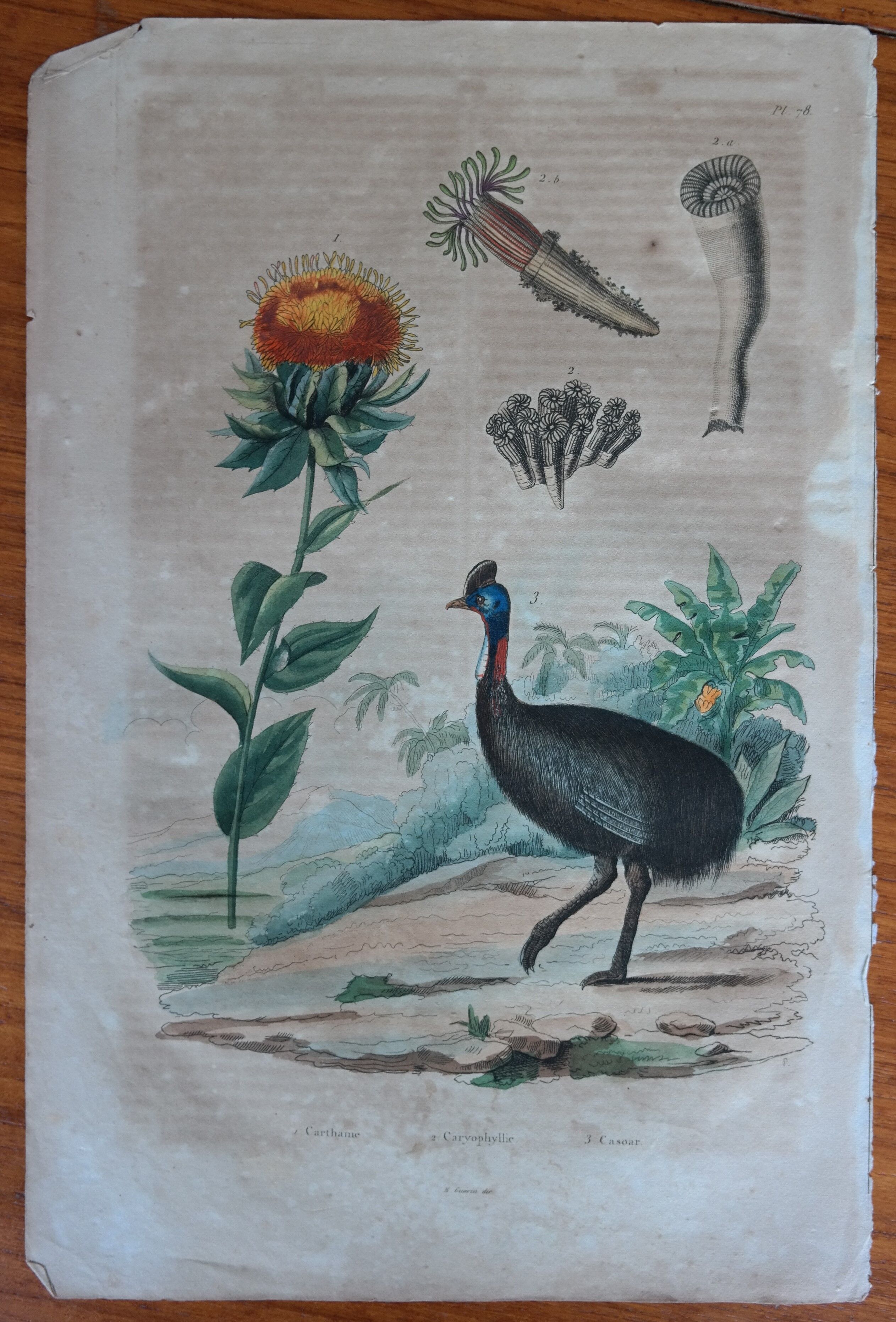 Lot of 9 old naturalist boards