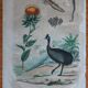 Lot of 9 old naturalist boards