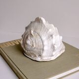 Shellfish
