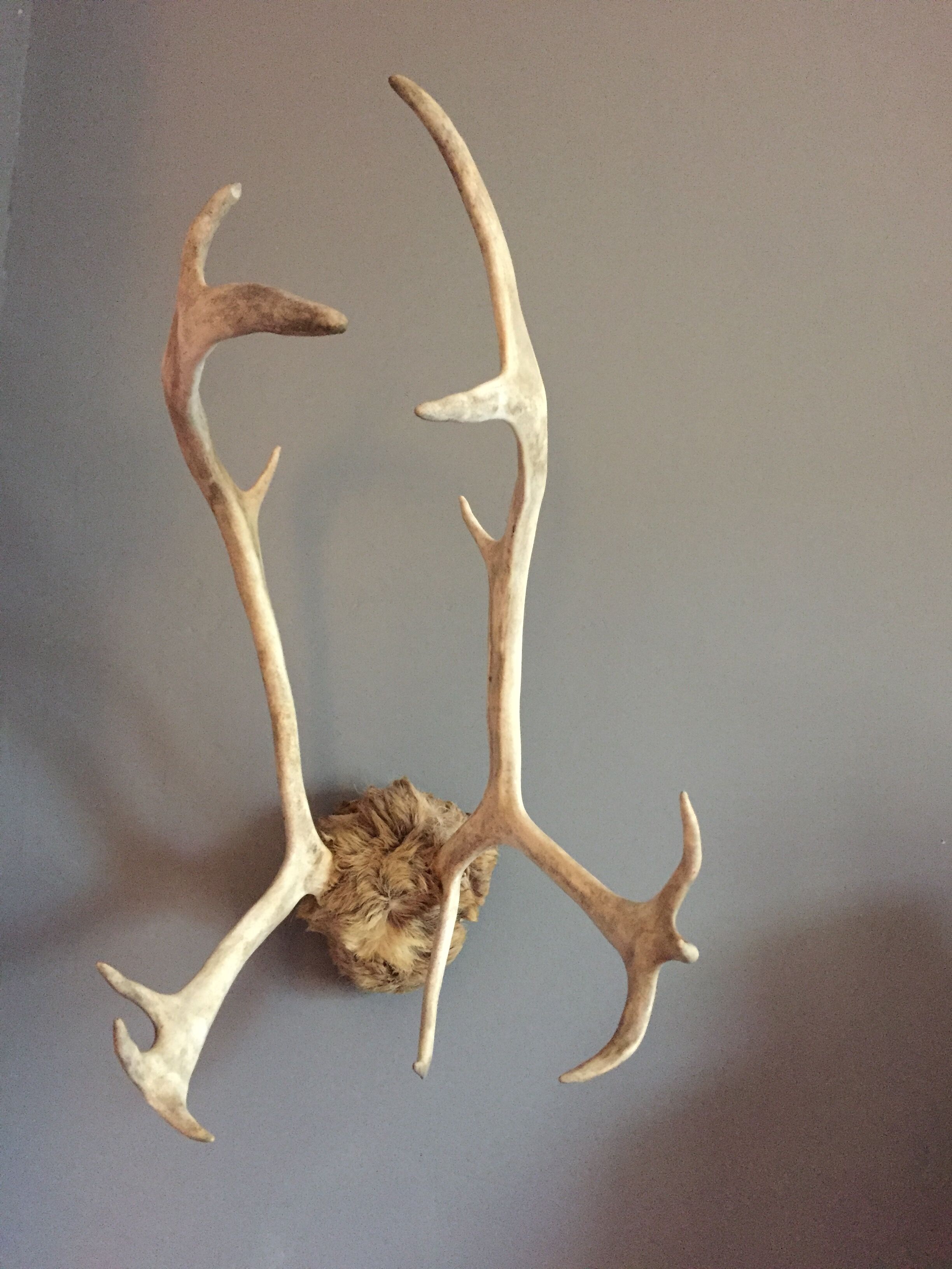 Wood hunting trophy deer