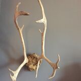 Wood hunting trophy deer