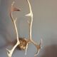 Wood hunting trophy deer