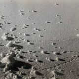 2 photographies noir et blanc argentique début XXe