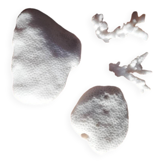 Set of corals