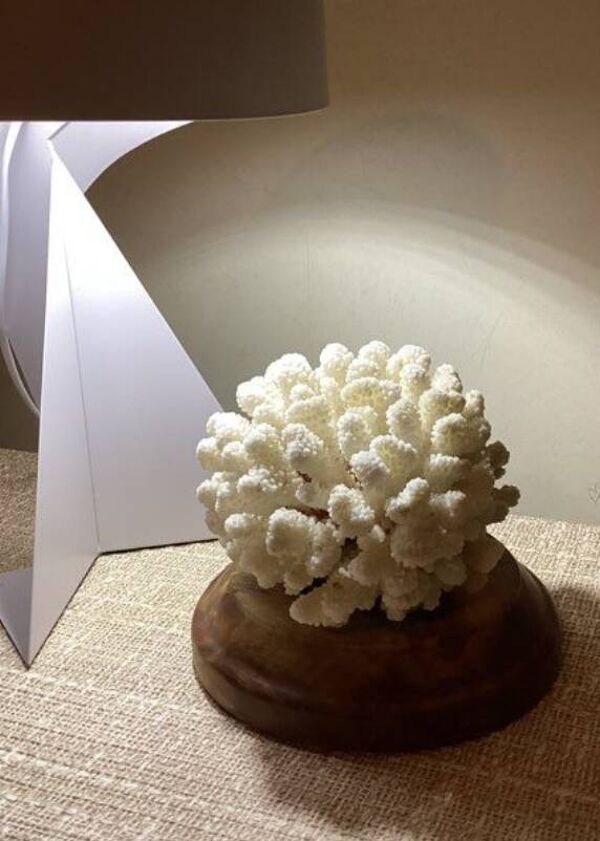 Corail blanc naturel ancien