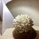 Natural old white coral