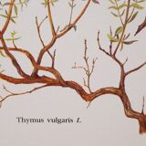 Planche botanique Thym