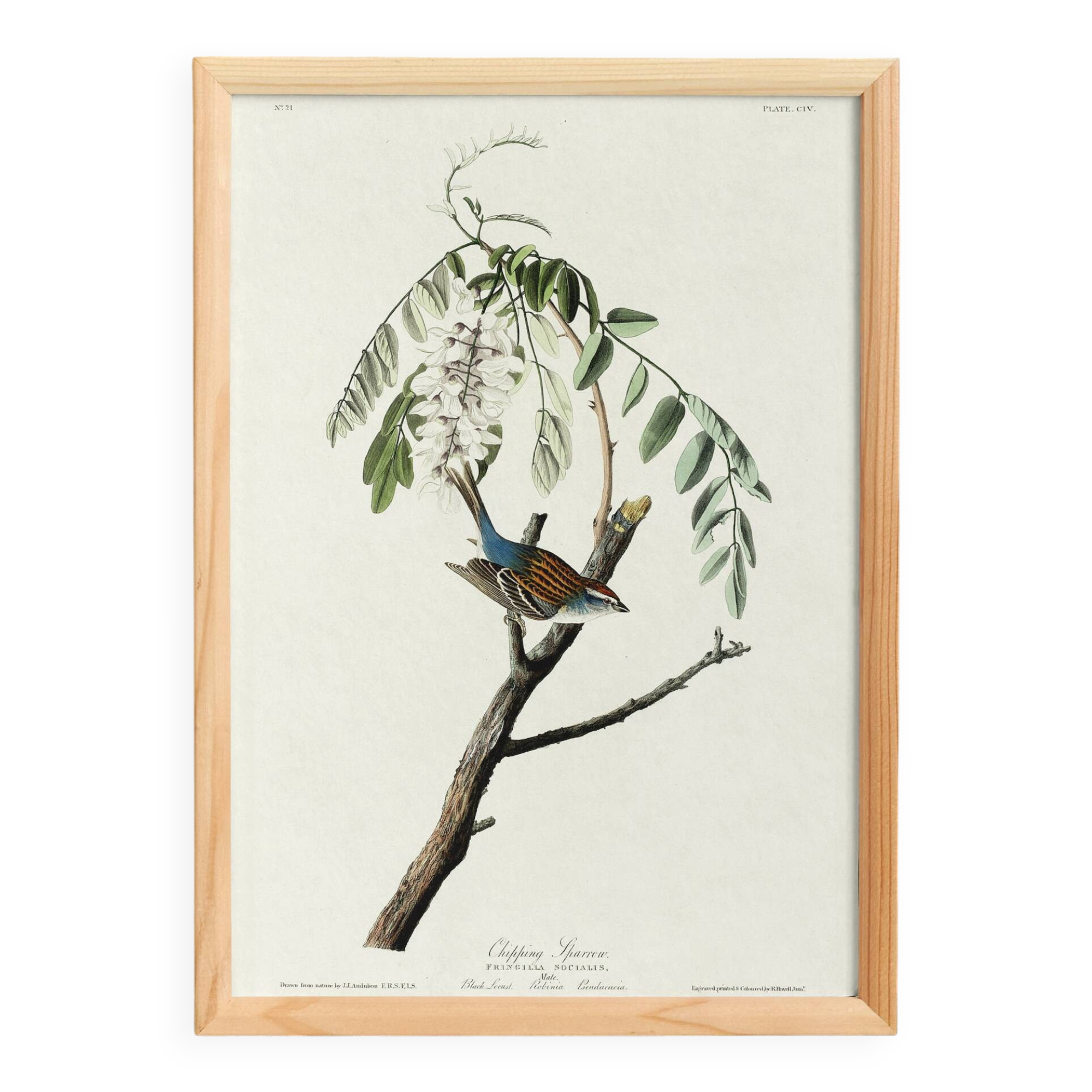 Poster about the House Bunting, based on an old engraving from 1827.