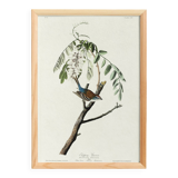 Poster about the House Bunting, based on an old engraving from 1827.