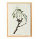 Poster about the House Bunting, based on an old engraving from 1827.
