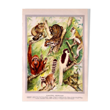 Lithographie Planche Animaux arboricoles  1930