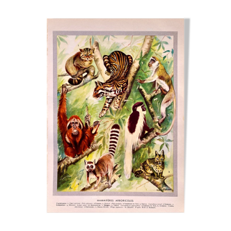 Lithograph Plate Arboreal Animals 1930