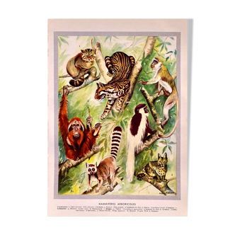 Lithographie Planche Animaux arboricoles  1930