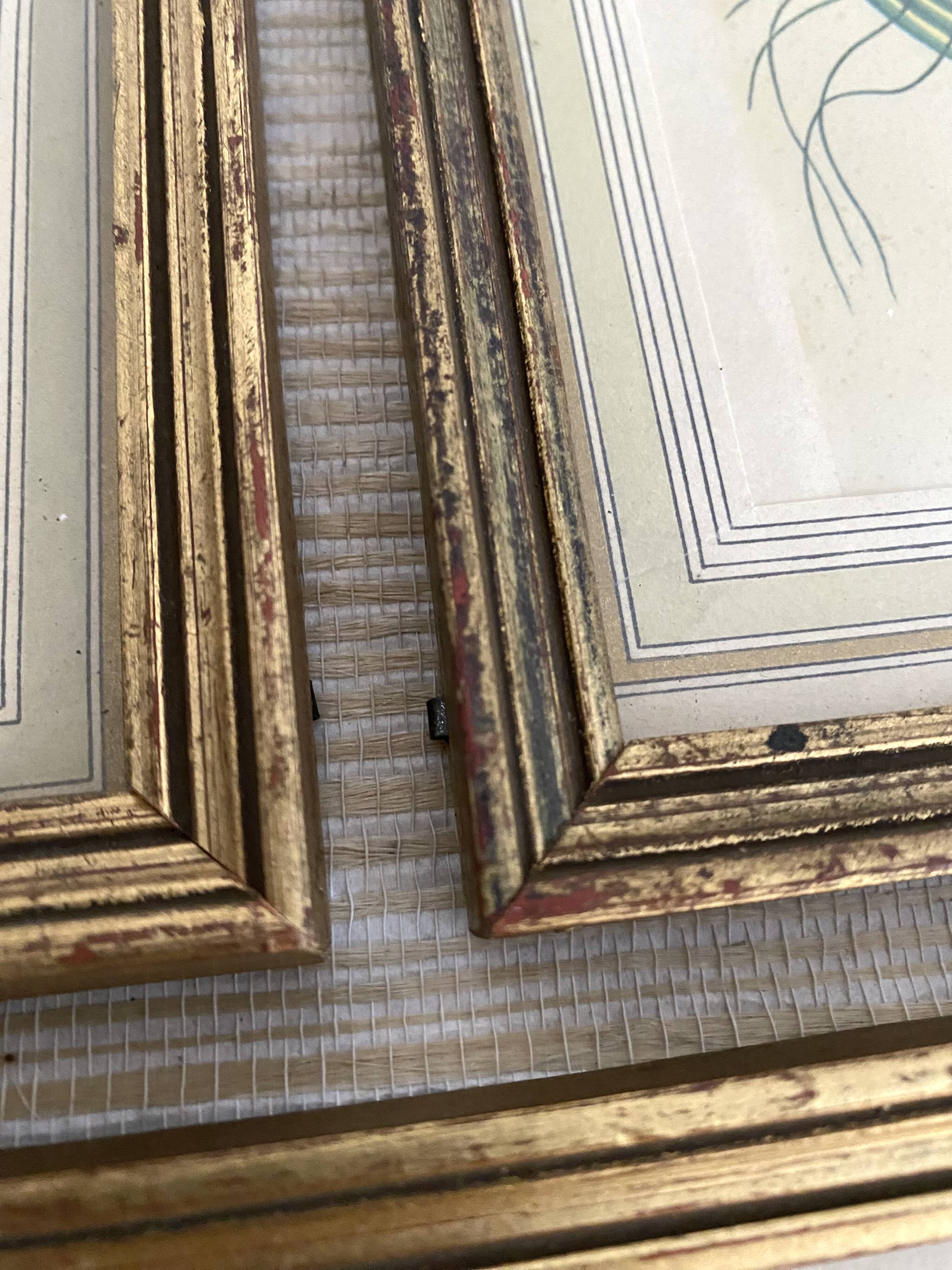 3 framed illustrations of birds of paradise