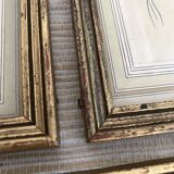 3 framed illustrations of birds of paradise