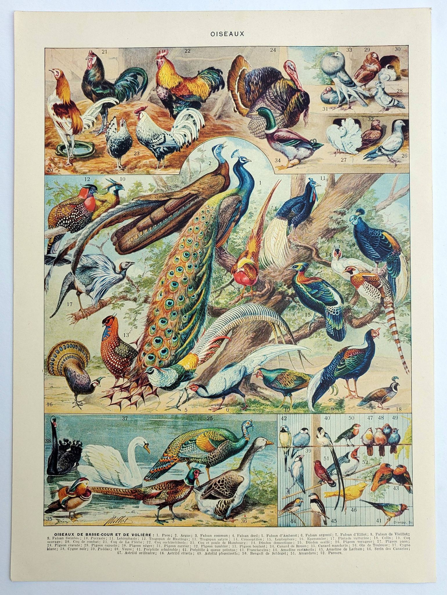 Antique engraving 1928, Birds 3, ornithology, birds • Lithograph, original illustration