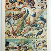 Antique engraving 1928, Birds 3, ornithology, birds • Lithograph, original illustration