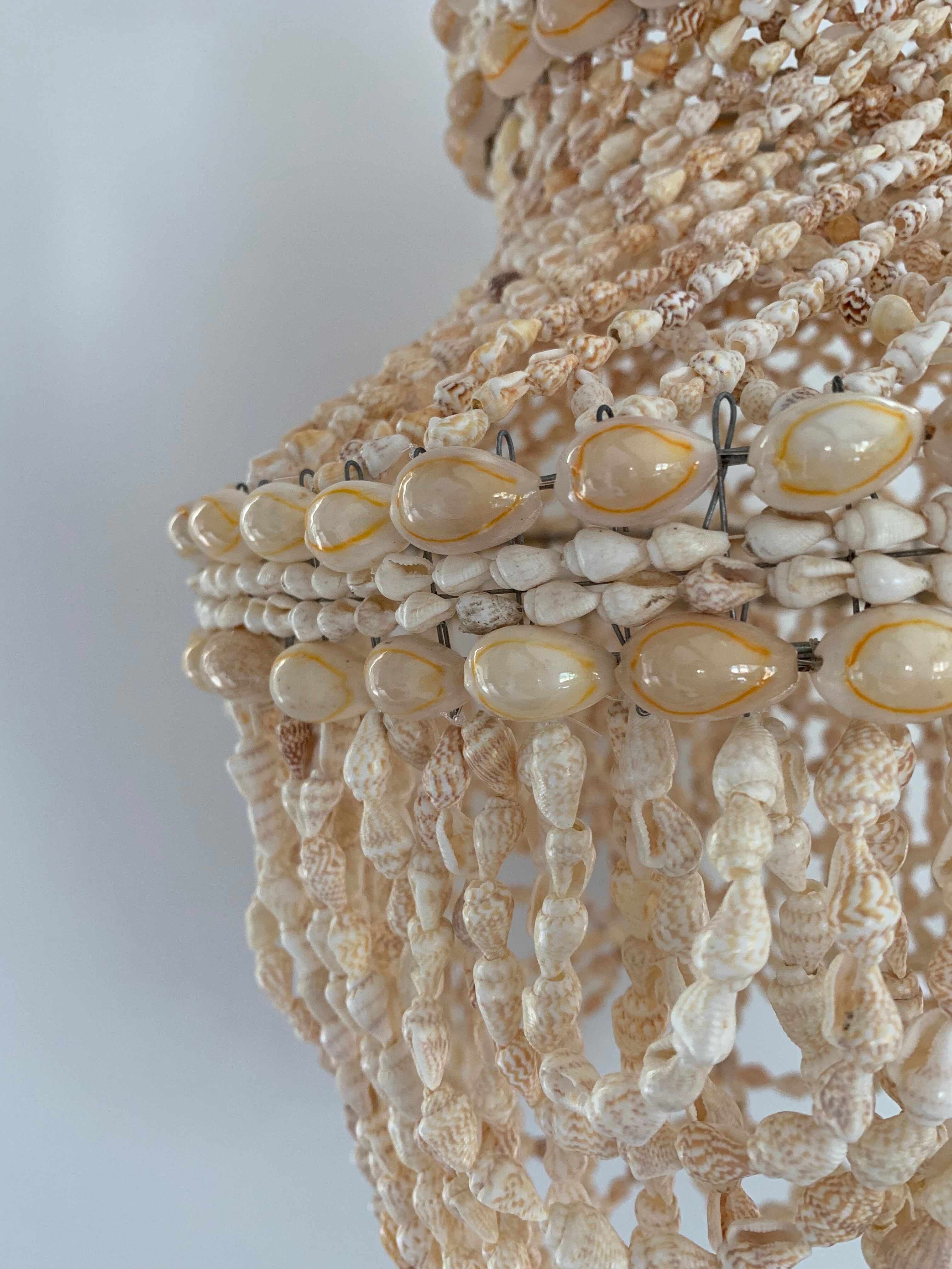 Lustre shell cauris