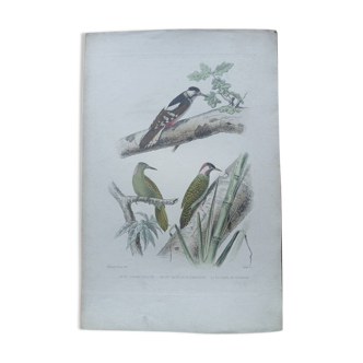 Poster - 19th century zoological engraving of birds - woodpeckers