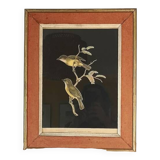 lithograph of Hyloterpe Philippinensis