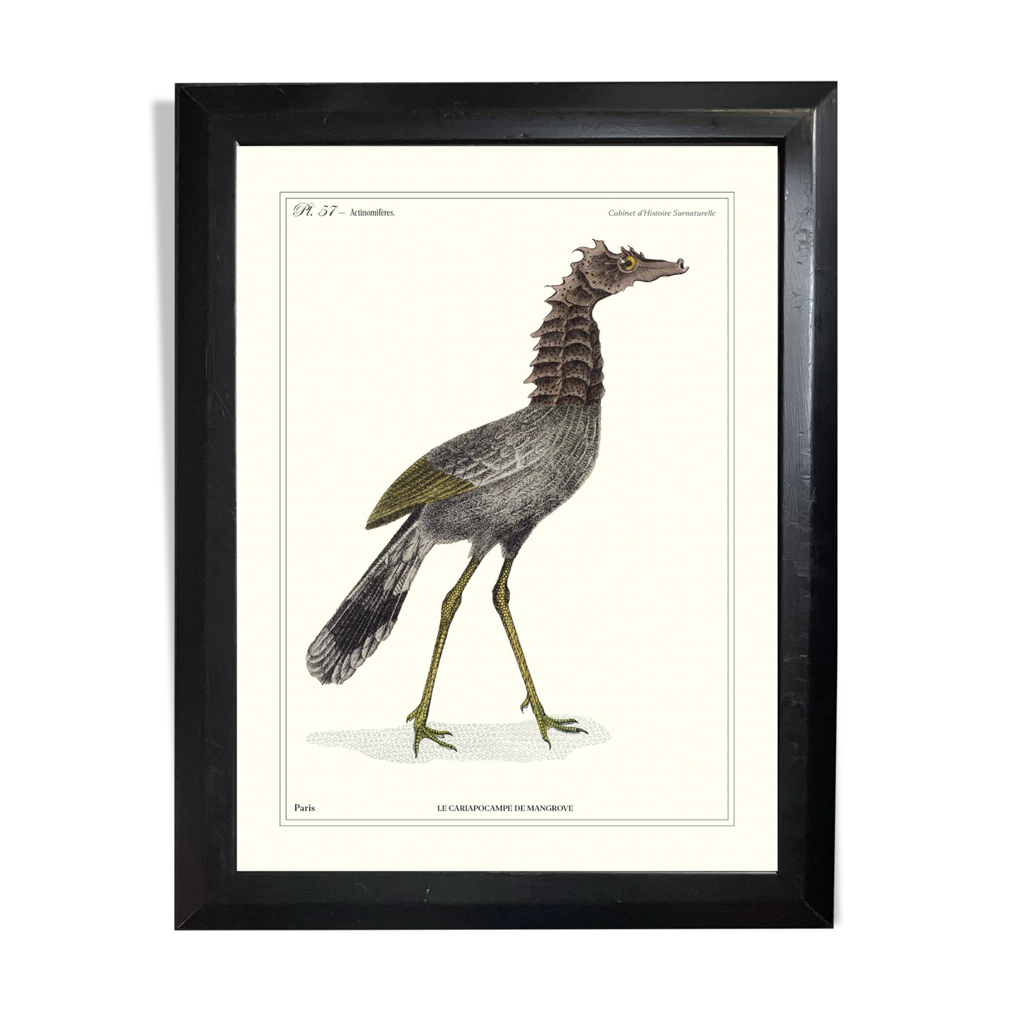 Lithograph engraving chimera animal, the cariapocampus 22x28 cm