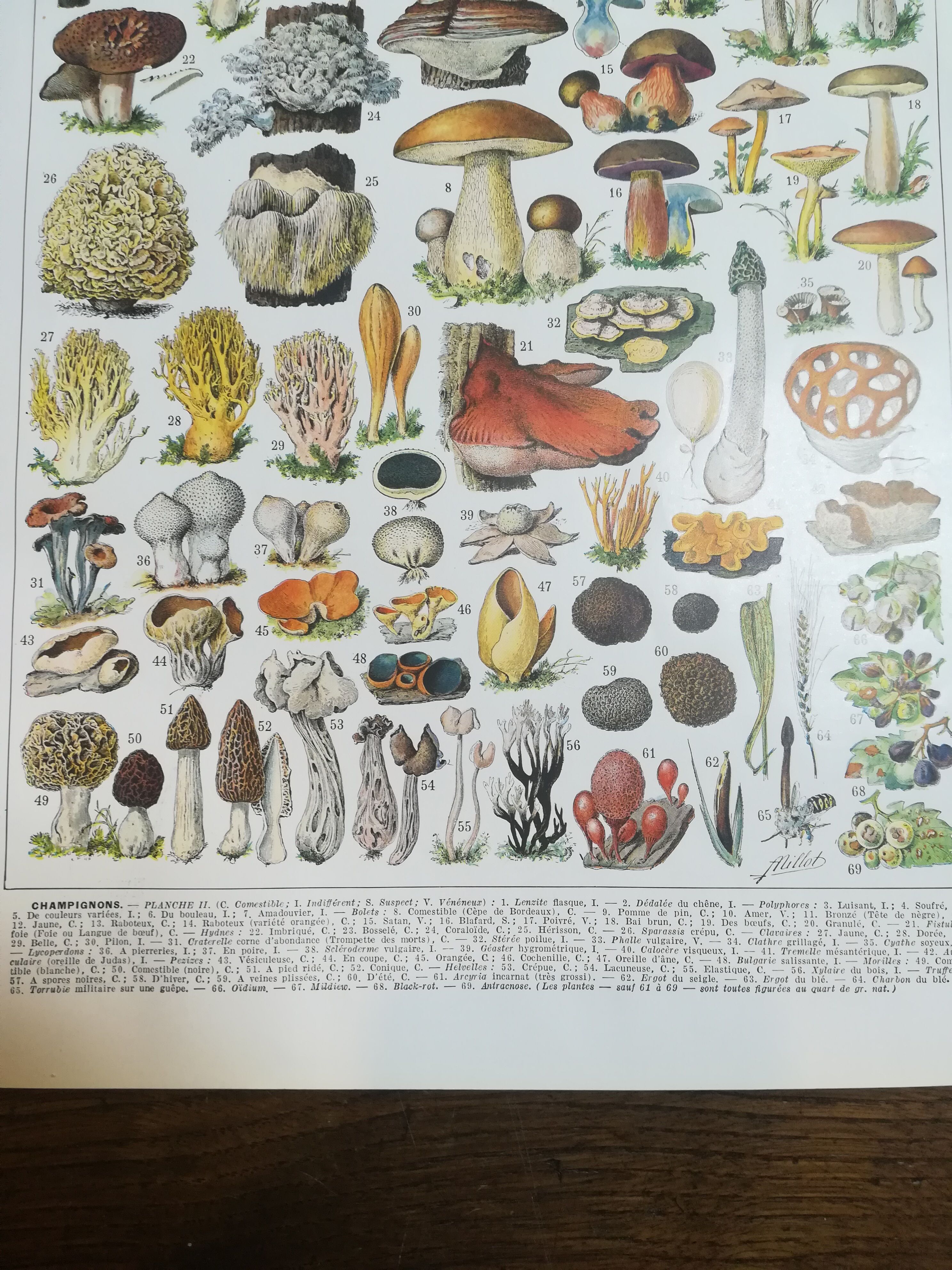 Lithograph on mushrooms from 1928 "cep"