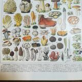 Lithograph on mushrooms from 1928 "cep"