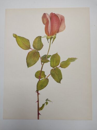 Rose botanical board - Vintage original from 1968 - Countess Vandal