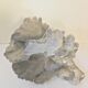 Ancien corail bleu