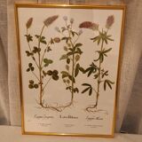 Framed botanical boards, under glass, gilded frame