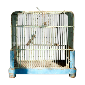 Old metal bird cover and azure blue almond green wood