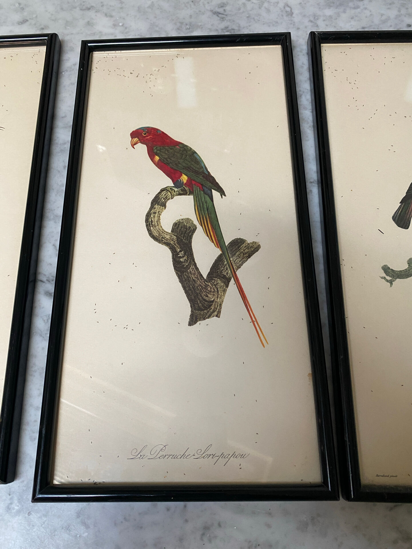 Vintage bird lithographs