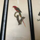Vintage bird lithographs