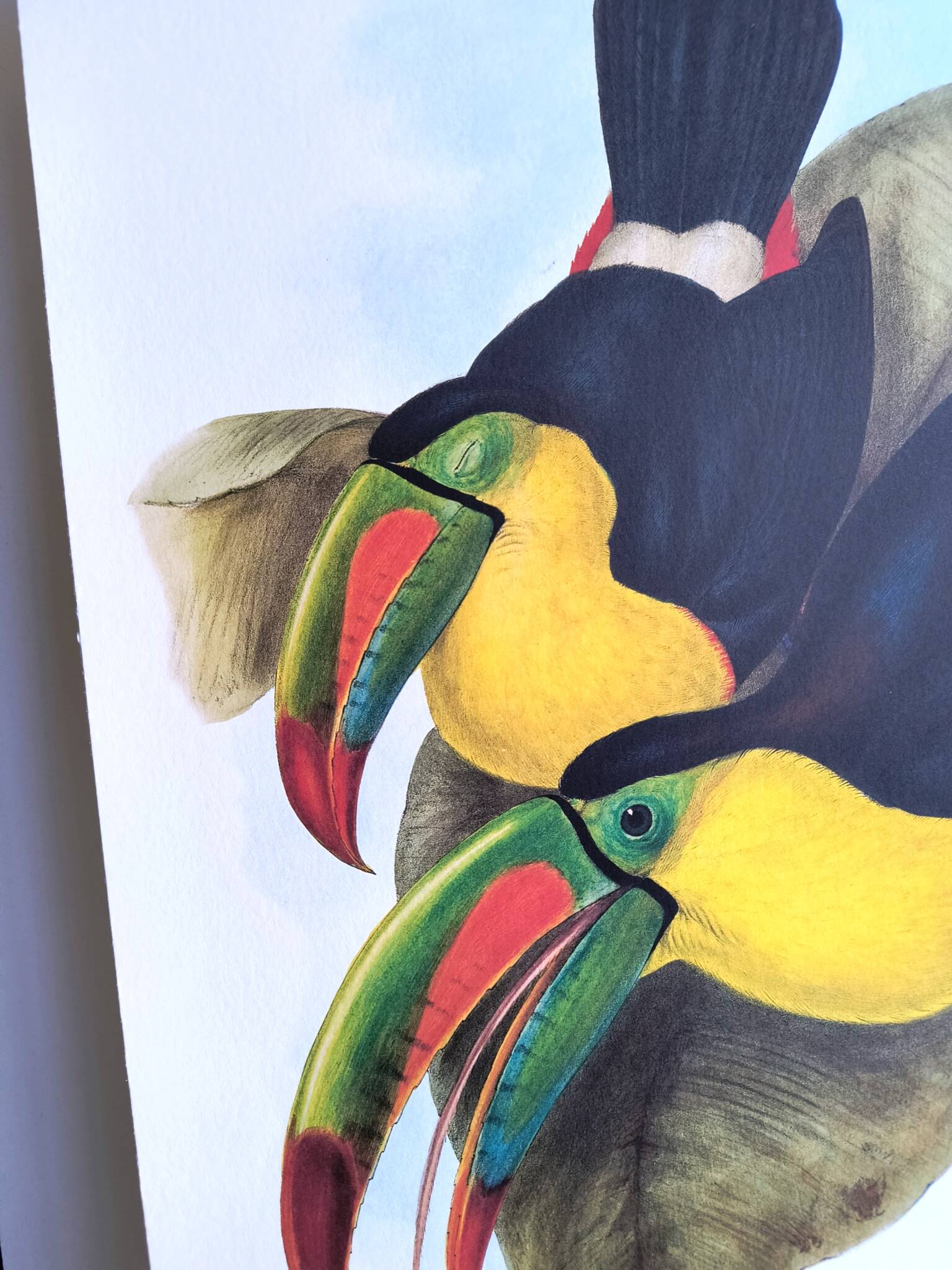 Vintage illustration. Keel-billed Toucan by J. Gould – 33x49cm. Bird print