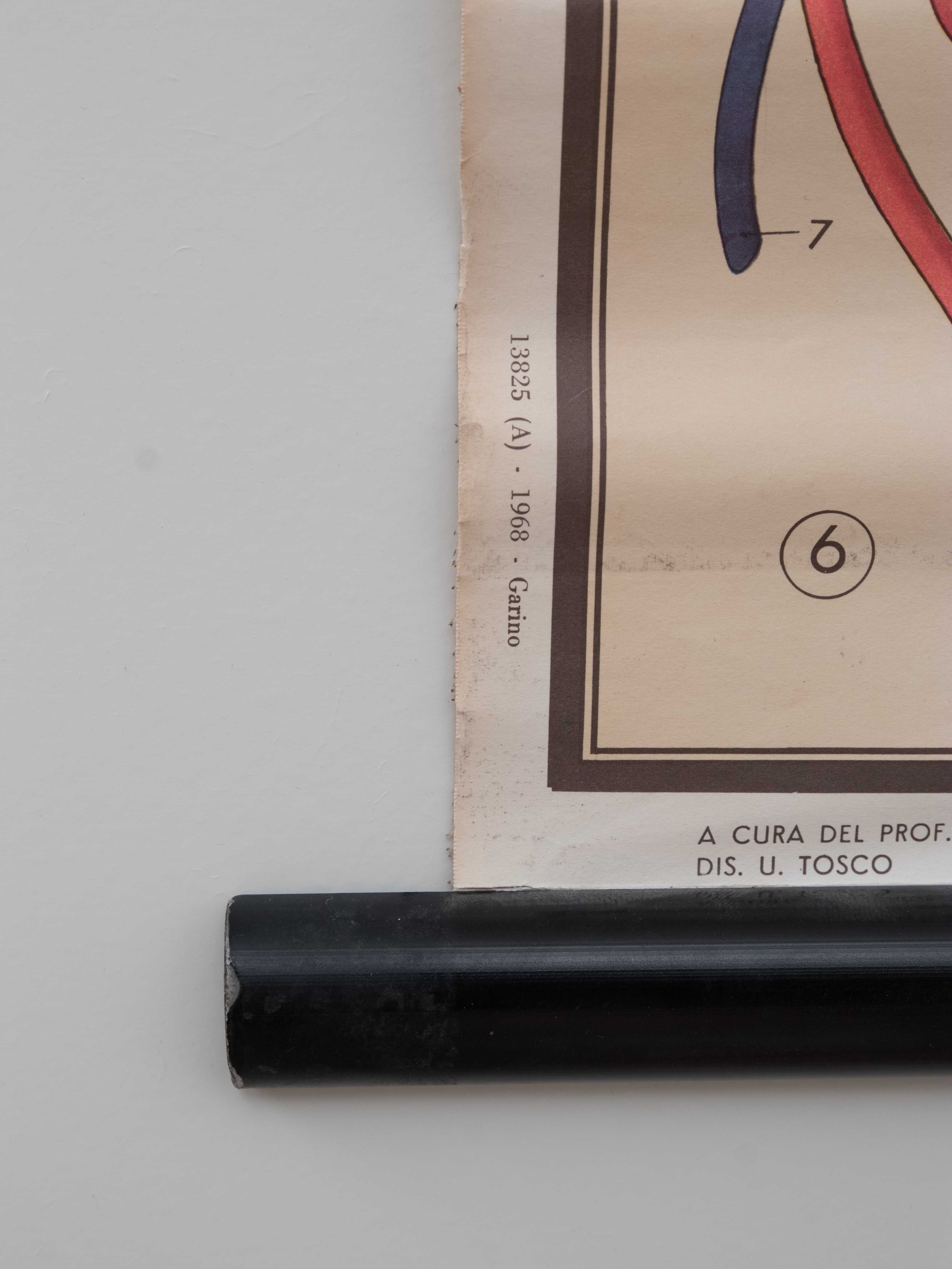 Vintage educational chart