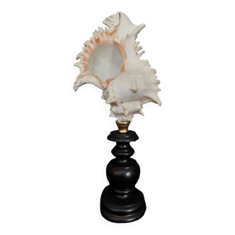 Cabinet of Curiosities murex ramosus chicoreus shell on base