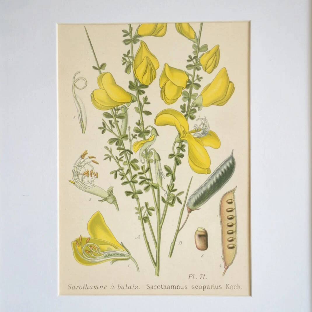 Botany under the Sarothamnus frame