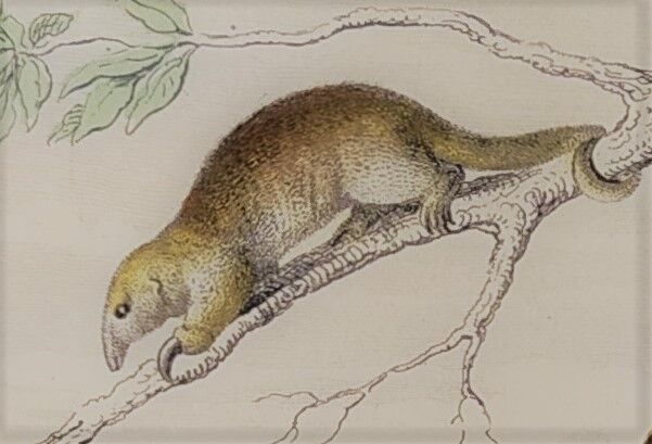 Original zoological board "tatou - cachicame - antelier tamanoir - unau " buffon 1838