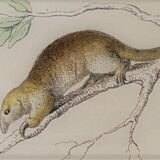 Original zoological board "tatou - cachicame - antelier tamanoir - unau " buffon 1838