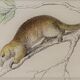 Original zoological board "tatou - cachicame - antelier tamanoir - unau " buffon 1838
