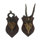 Set of 2 hunting trophies