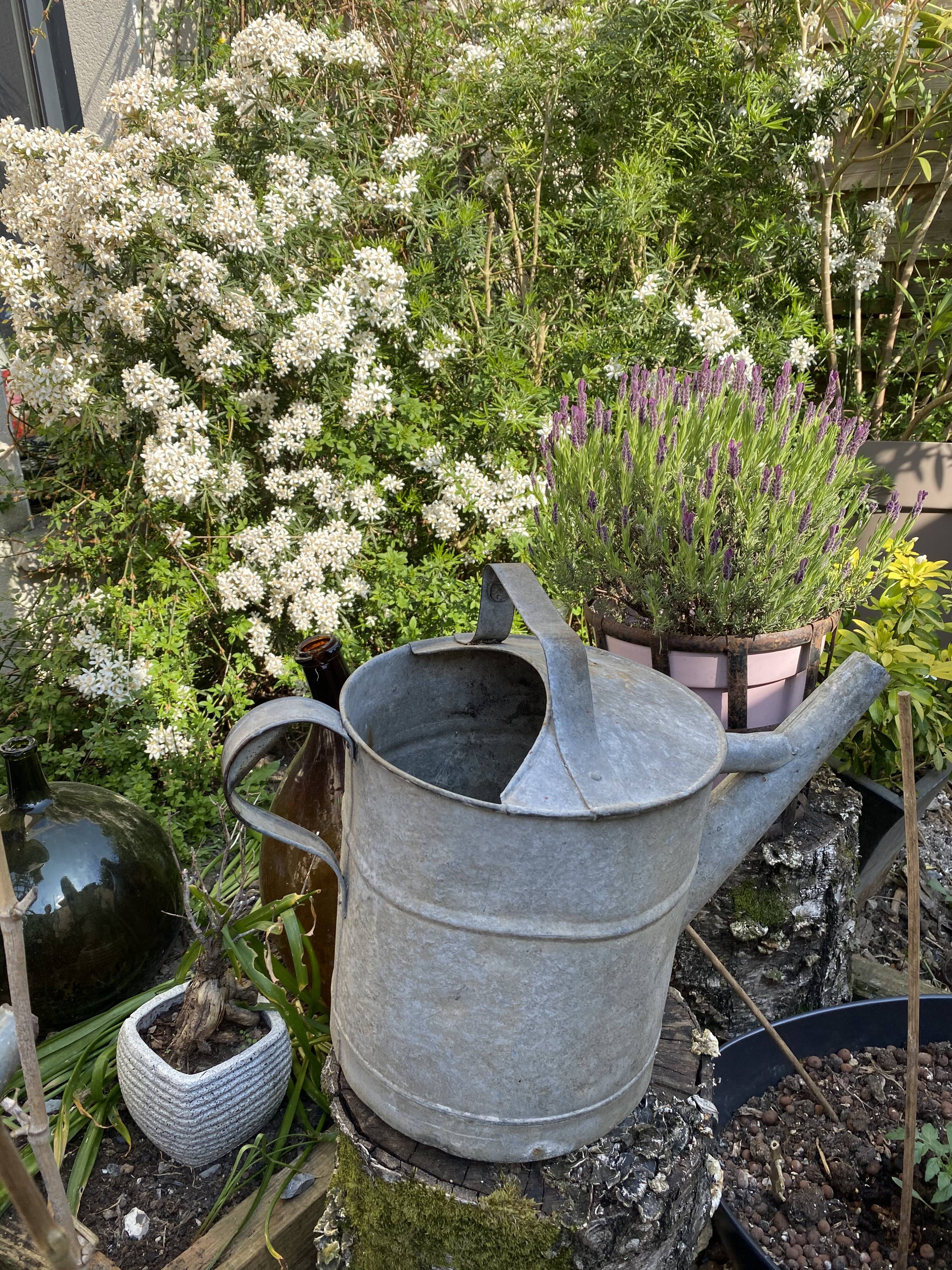 Old zinc watering can